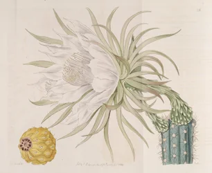 Harrisia gracilis